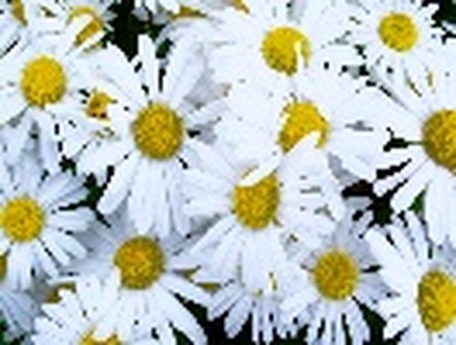 Fresh as a Daisy facial, Edinburgh