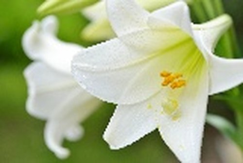 Lilium Amabile K-beauty facial, Edinburgh
